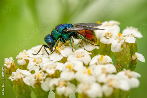 Wallpaper Mural ruby-tailed wasp - Chrysis ignita, tiny beautiful common cuckoo wasp from European meadows and sunny places, Czech Republic. Torontodigital.ca