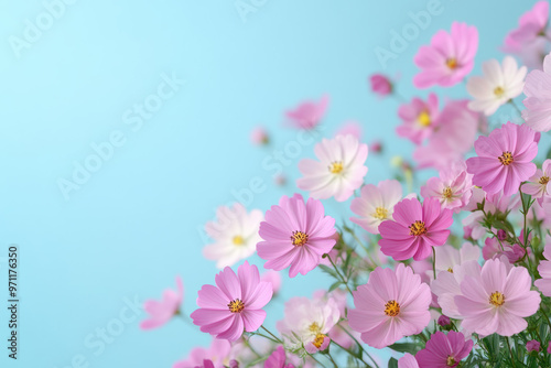 Beautiful pink and white cosmos flowers against a clear blue sky, presenting a vibrant and refreshing scenic view perfect for various uses.