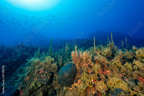 Seaweed Sargassum vulgare, and Flabellia petiolata, in deep waters of Marmaris Turkey.