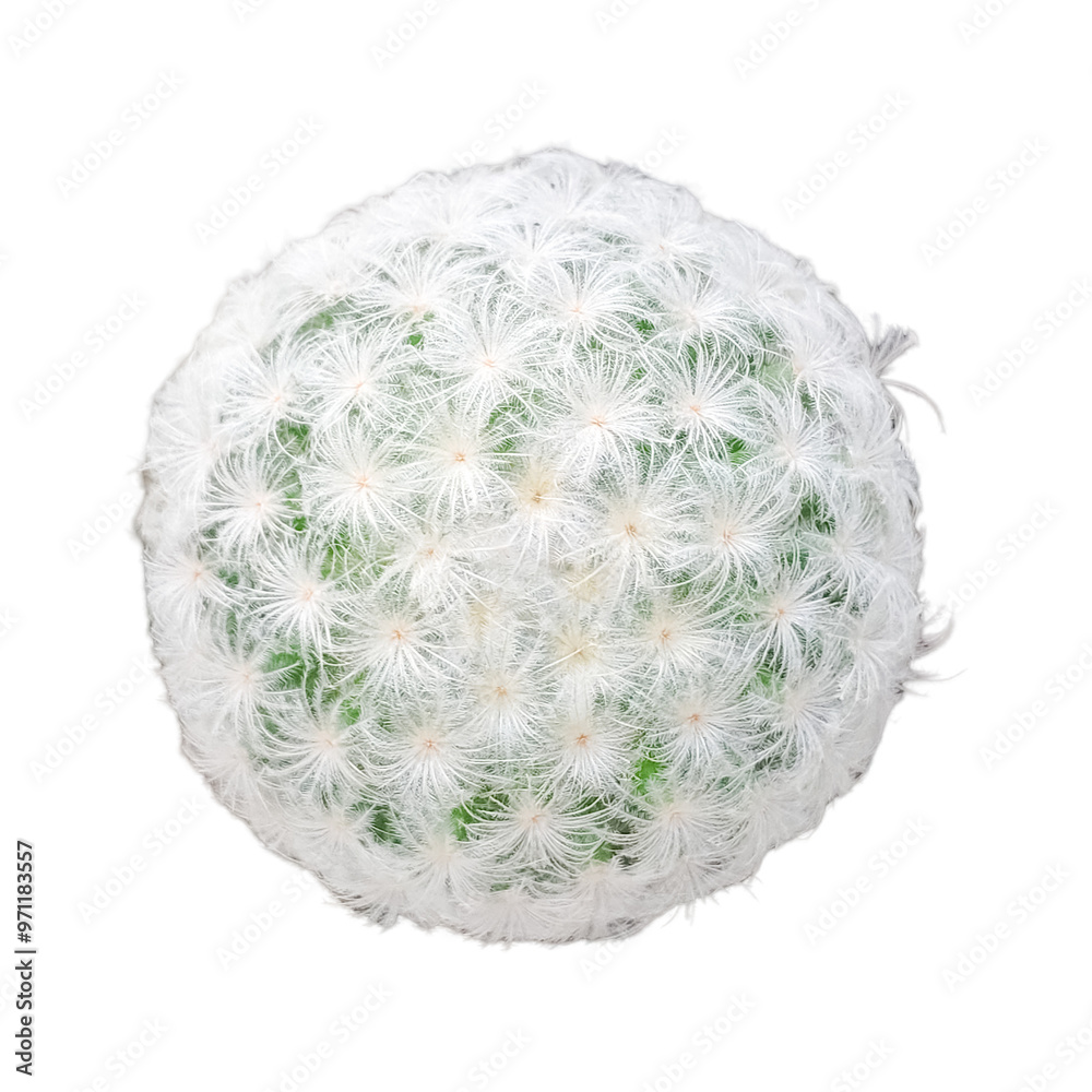 The fur is white and fluffy cactus isolated on transparent background The fur is white and fluffy cactus isolated on transparent background