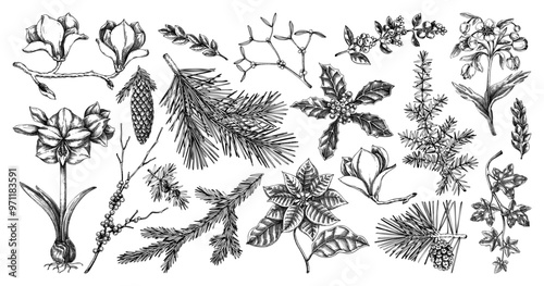 Winter flower, conifer trees, evergreen plants sketches. Vintage Christmas design elements. Hand-drawn vector illustration. NOT AI generated