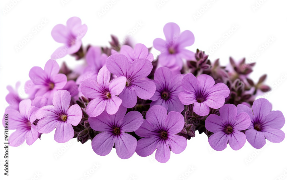 Close-up of vibrant purple flowers in full bloom against a white background, showcasing their intricate petals and natural beauty. Close-up of vibrant purple flowers in full bloom against a white background, showcasing their intricate petals and natural beauty.