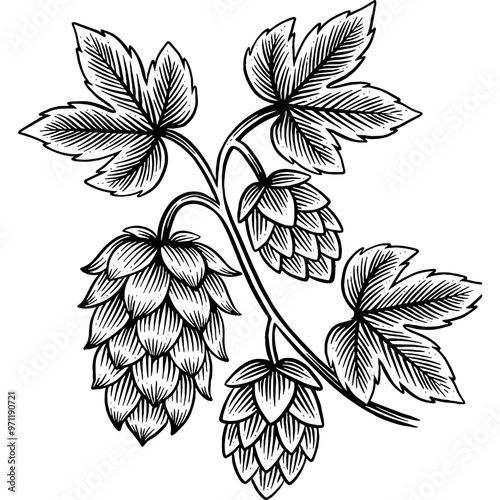 Hand drawn Hops Beer Hop Plant Sketch Illustration Engraving Woodcut Vintage Style Vector Line Art
