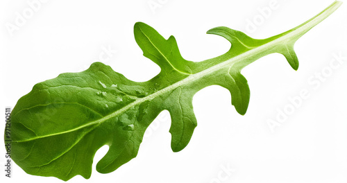 Green arugula on white background