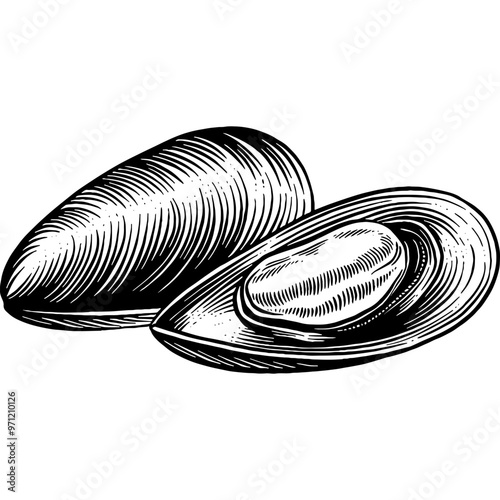 Hand drawn Mussels Sketch Illustration Engraving Woodcut Vintage Style Vector Line Art
