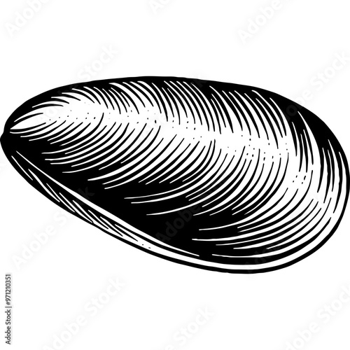 Hand drawn Mussel Sketch Illustration Engraving Woodcut Vintage Style Vector Line Art