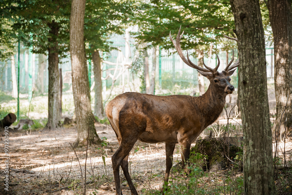 Obraz premium Majestic Stag in Sunlit Forest Clearing with Lush Greenery