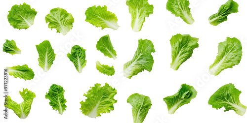 Vibrant Green Lettuce Display, Fresh crisp lettuce leaves showcase their vibrant color and texture, emphasizing the appeal of healthy organic salad greens on a clean white backdrop.