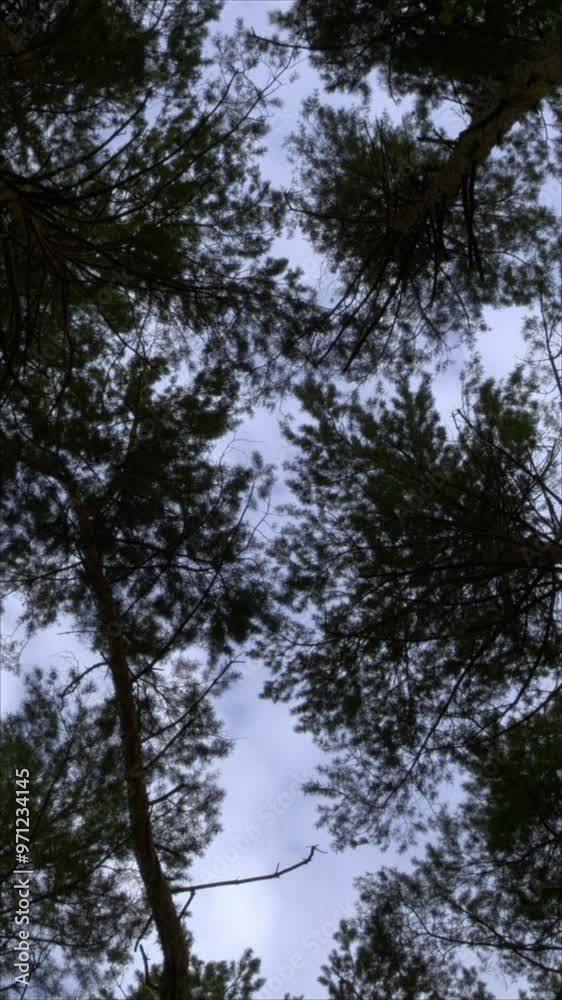 Clouds In Blue Sky Framed By Trees. Vertical. Low Angle View.
Clouds In Blue Sky Framed By Trees. Vertical. Low Angle View.