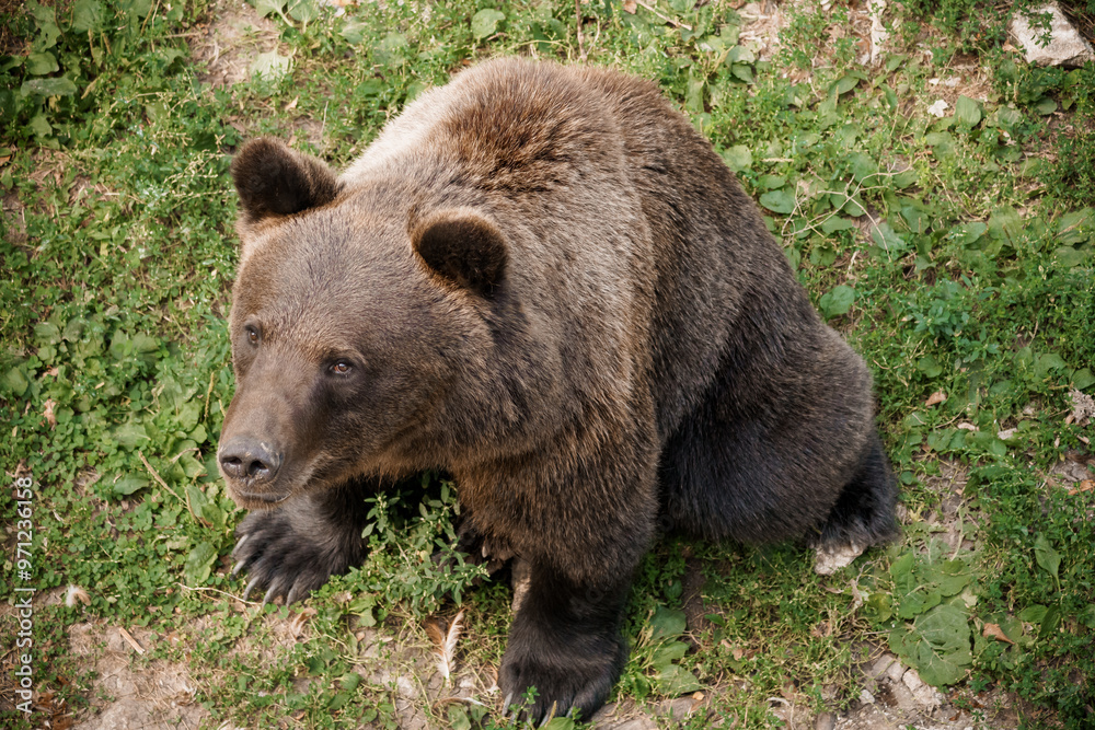 Majestic Brown Bear Sitting Gracefully in Natural Habitat Amidst Verdant Greenery Majestic Brown Bear Sitting Gracefully in Natural Habitat Amidst Verdant Greenery