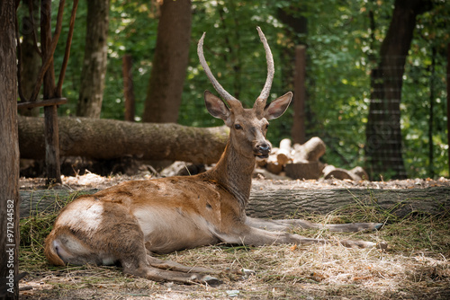Majestic Deer Resting Gracefully in a Serene Forest Setting on a Tranquil Summer Day
