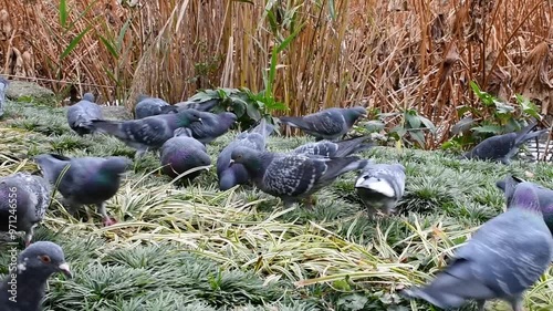 Flock of pigeons in Ueno Park in autumn.