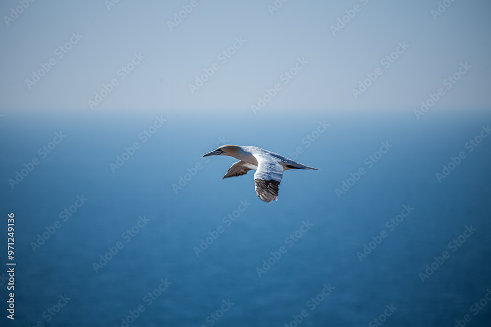 Fototapeta premium Möwe