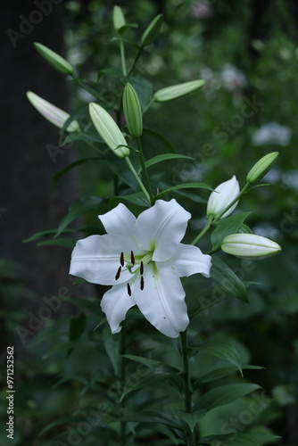 純潔を象徴する花