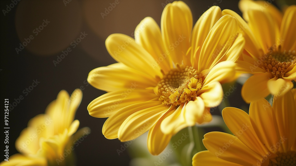 Fototapeta premium Close up on yellow gerbera flowers