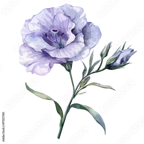 Watercolor vector of eustoma (prairie gentian), isolated on a white background, and eustoma vector