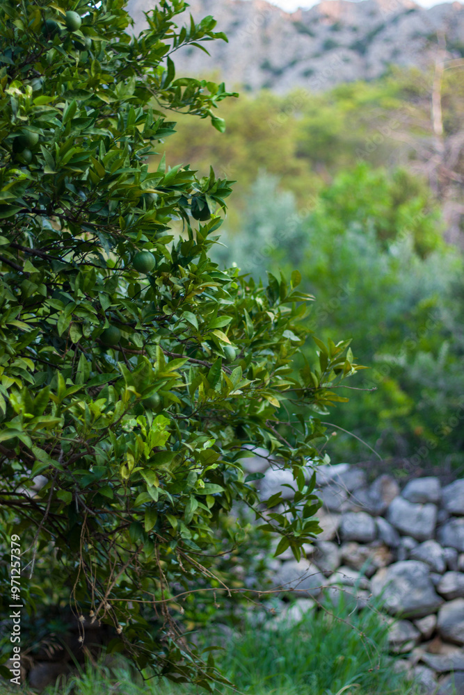 Trees growing in the mountains of Antalya, Turkey. Trees growing in the mountains of Antalya, Turkey.