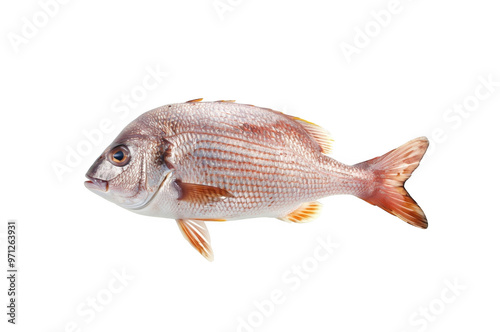 Fresh fish isolated on transparent background photo