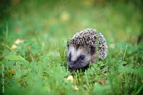 Cute hedgehog baby in the green grass, it has to grow a lot until winter and eat enough fat reserves for hibernation, copy space, selected focus