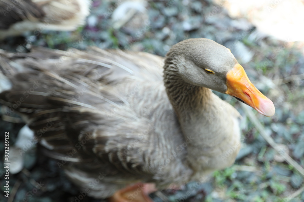 Grey and White Duck Grey and White Duck