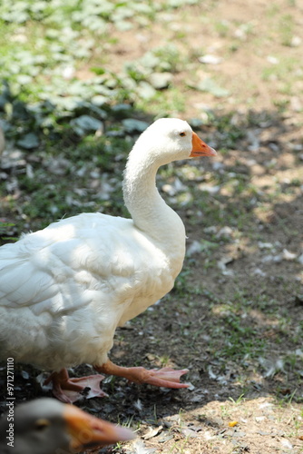 Grey and White Duck