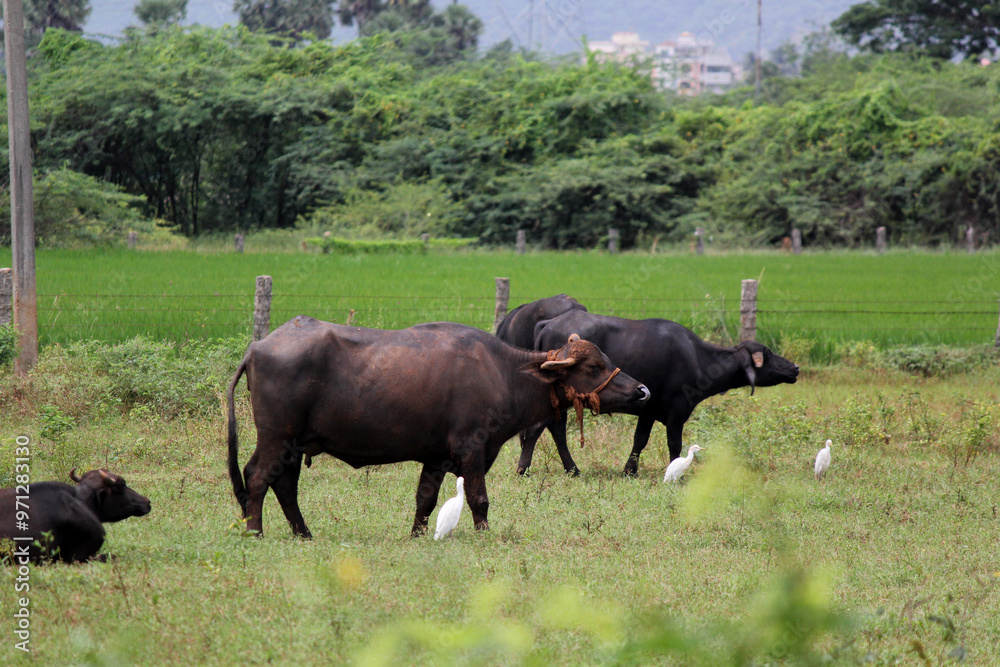 close up shot of buffalo italian buffalo and indian buffalo close up shot of buffalo italian buffalo and indian buffalo