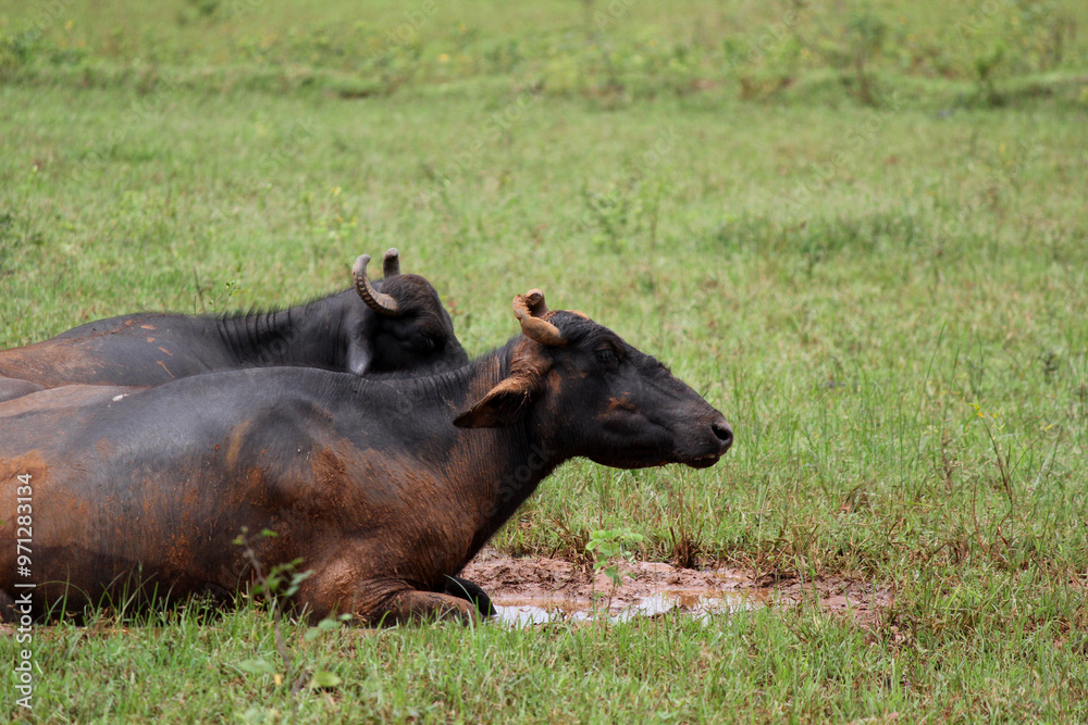 close up shot of buffalo italian buffalo and indian buffalo close up shot of buffalo italian buffalo and indian buffalo