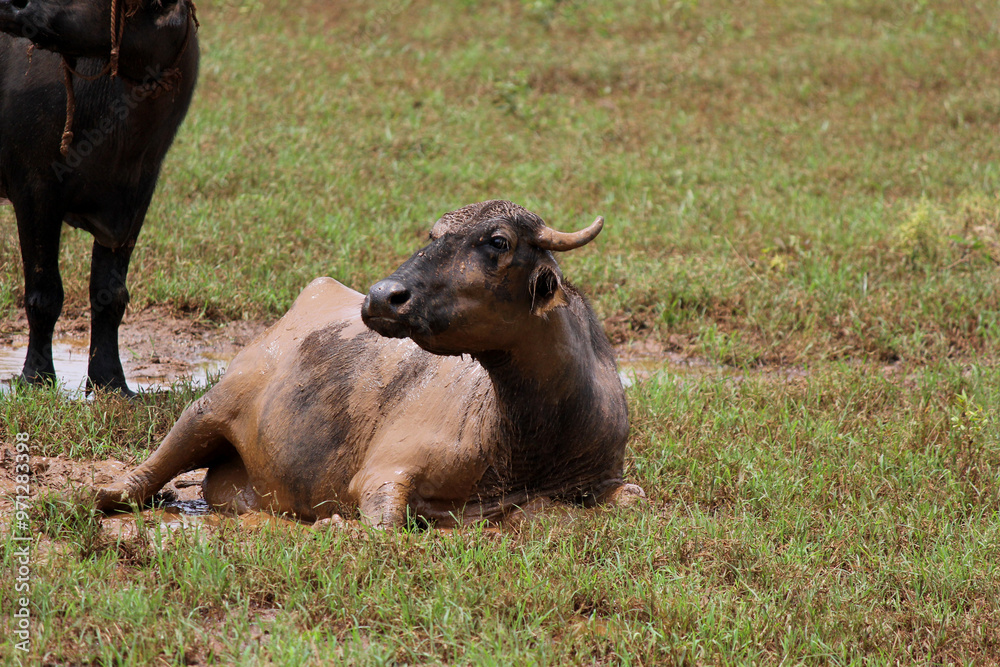 close up shot of buffalo italian buffalo and indian buffalo close up shot of buffalo italian buffalo and indian buffalo