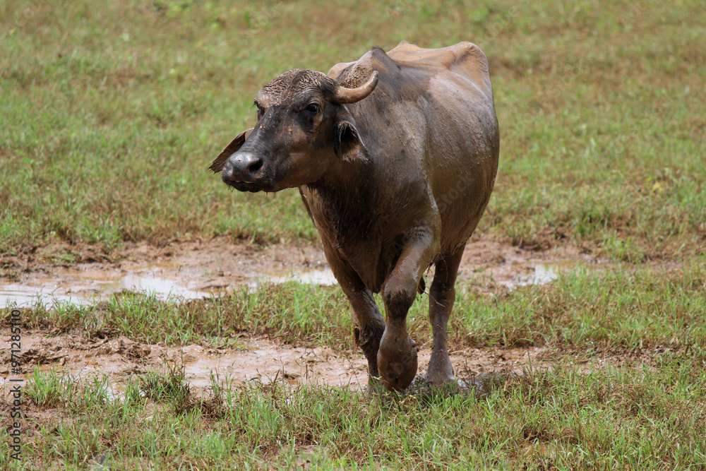 close up shot of buffalo italian buffalo and indian buffalo close up shot of buffalo italian buffalo and indian buffalo