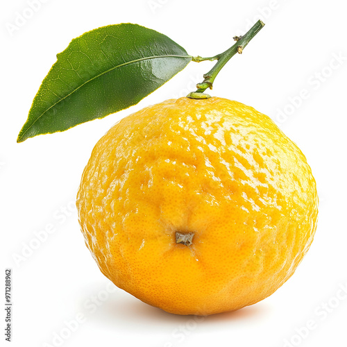 Yuzu Orange fruit on White backghround. Sweet Yuzu Orange fruit isolate on white photo