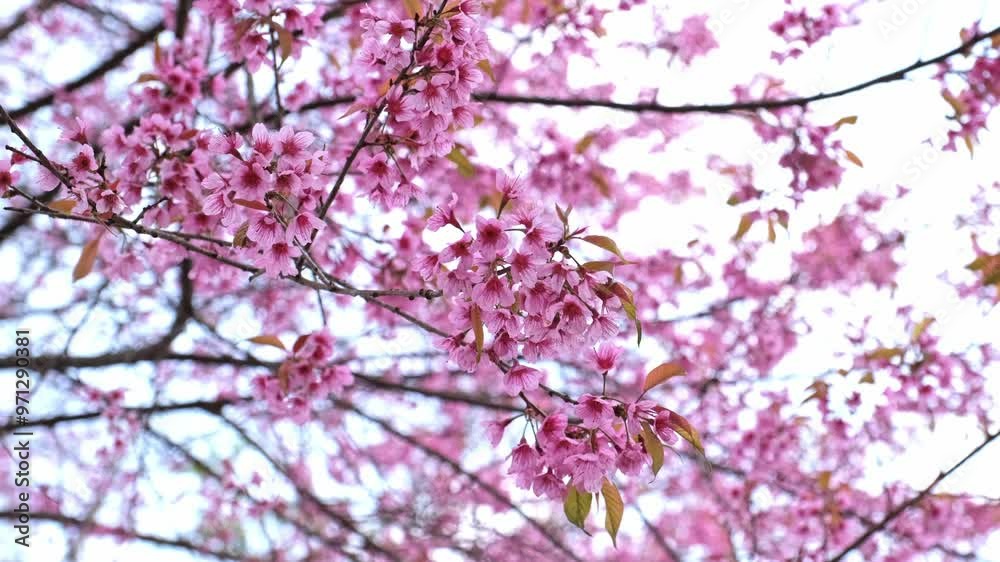 The sakura flower and cherry blossoms are moving slowly. with the natural wind. The sakura flower and cherry blossoms are moving slowly. with the natural wind.