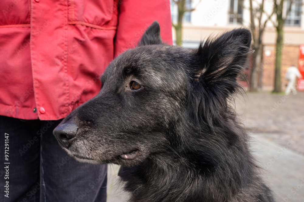 Fototapeta premium Chien, race Berger belge, Canis lupus familiaris