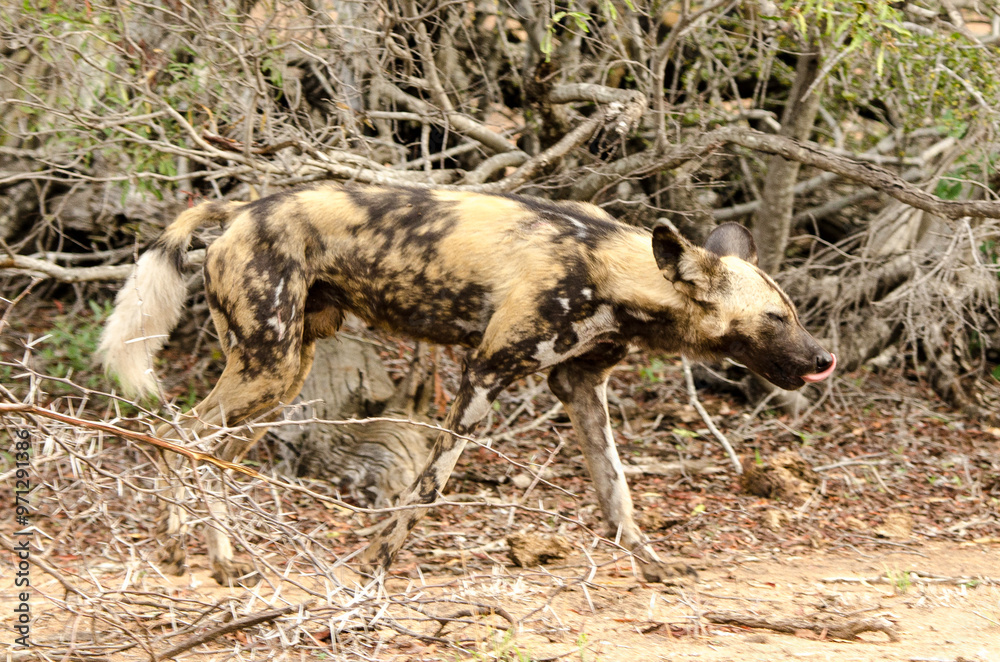 Lycaon, Lycaon pictus, Parc national Kruger, Afrique du Sud Lycaon, Lycaon pictus, Parc national Kruger, Afrique du Sud
