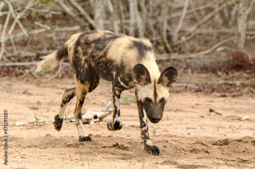 Lycaon, Lycaon pictus, Parc national Kruger, Afrique du Sud Lycaon, Lycaon pictus, Parc national Kruger, Afrique du Sud