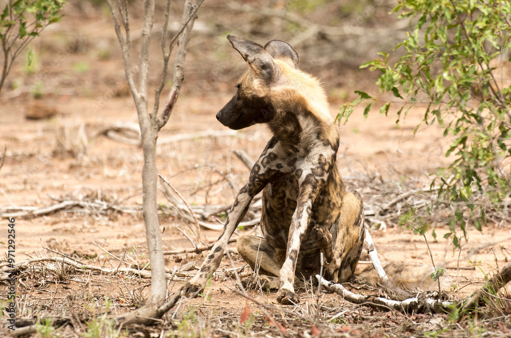 Lycaon, Lycaon pictus, Parc national Kruger, Afrique du Sud Lycaon, Lycaon pictus, Parc national Kruger, Afrique du Sud