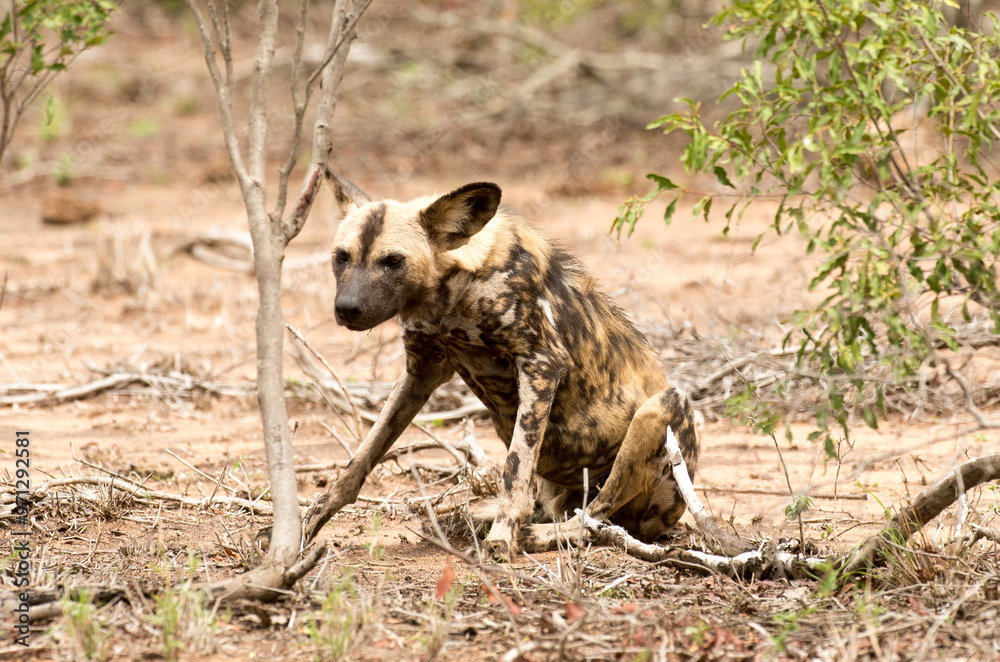 Lycaon, Lycaon pictus, Parc national Kruger, Afrique du Sud Lycaon, Lycaon pictus, Parc national Kruger, Afrique du Sud