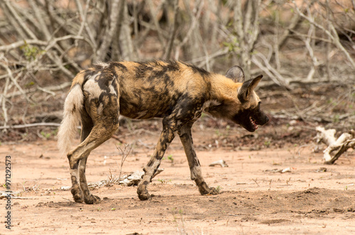 Lycaon, Lycaon pictus, Parc national Kruger, Afrique du Sud