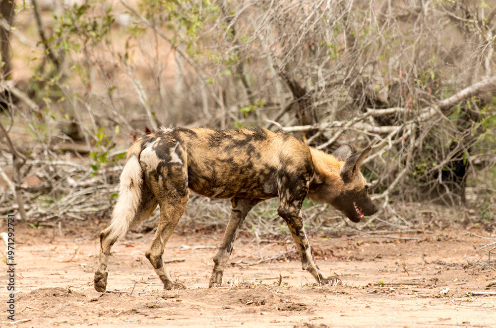 Lycaon, Lycaon pictus, Parc national Kruger, Afrique du Sud
