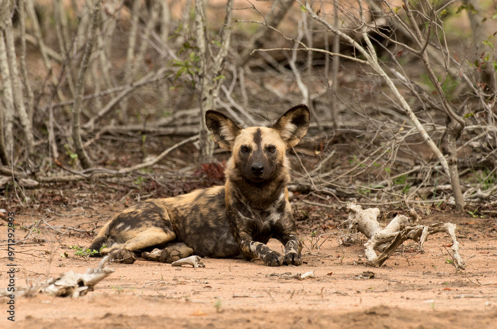 Obraz premium Lycaon, Lycaon pictus, Parc national Kruger, Afrique du Sud