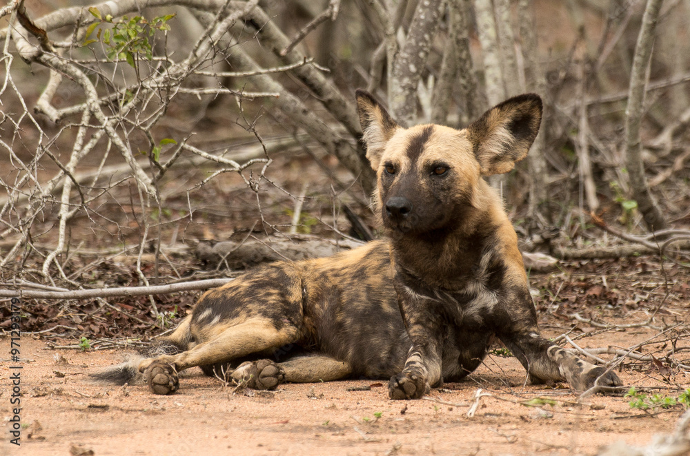 Lycaon, Lycaon pictus, Parc national Kruger, Afrique du Sud Lycaon, Lycaon pictus, Parc national Kruger, Afrique du Sud