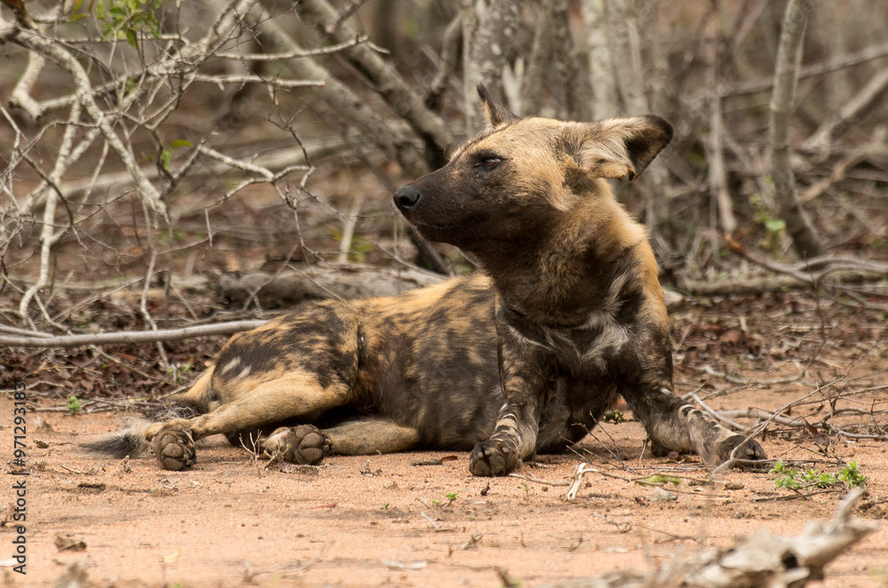 Lycaon, Lycaon pictus, Parc national Kruger, Afrique du Sud Lycaon, Lycaon pictus, Parc national Kruger, Afrique du Sud