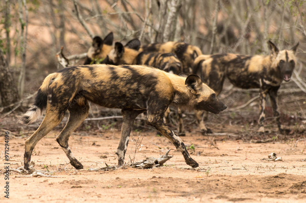 Fototapeta premium Lycaon, Lycaon pictus, Parc national Kruger, Afrique du Sud