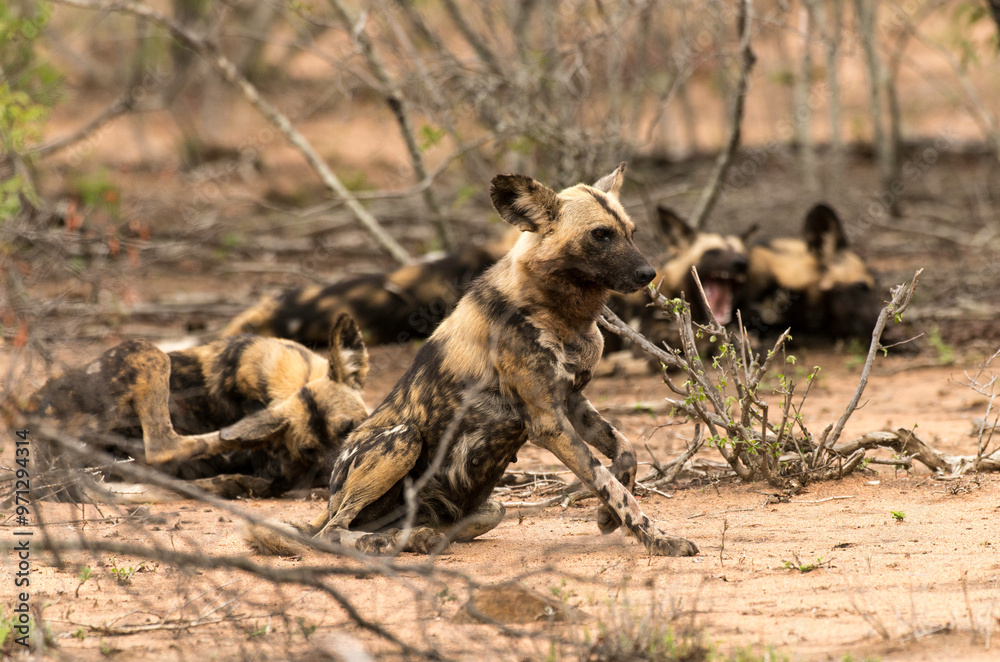 Lycaon, Lycaon pictus, Parc national Kruger, Afrique du Sud Lycaon, Lycaon pictus, Parc national Kruger, Afrique du Sud