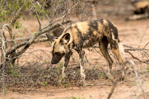 Lycaon, Lycaon pictus, Parc national Kruger, Afrique du Sud