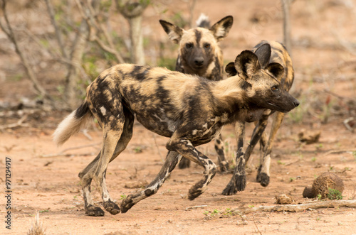 Lycaon, Lycaon pictus, Parc national Kruger, Afrique du Sud