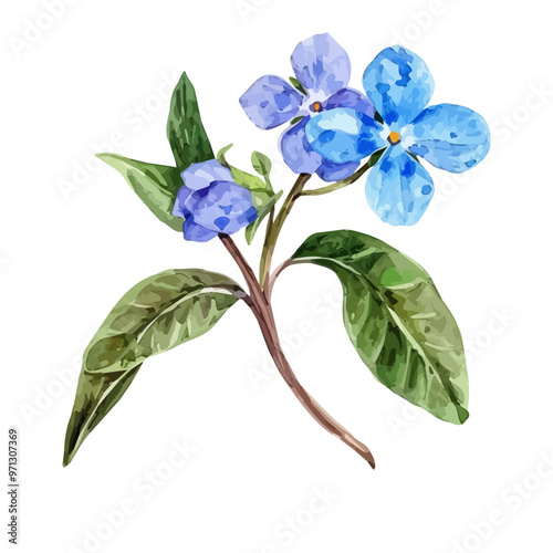 Watercolor illustration of Forget Me Not (Scorpion grasses), isolated on a white background, and Forget Me Not vector