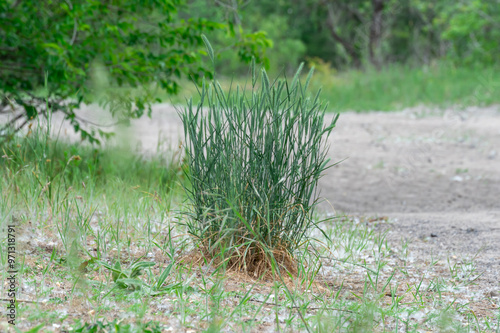 Seedlings of wild fescue meadow narrow leaved grasses. Herbaceous plant festuca pratensis poaceae family of spherical shape. Green leaves of ball fescue. Idea with oat grass for planting. Ground cover photo