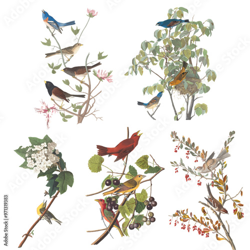 Adobe Illustrator Artwork, Five Vectorized Audubon Birds 