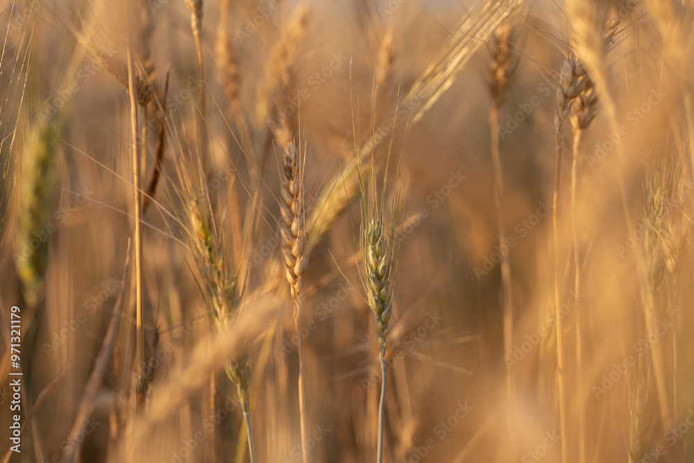 golden wheat field golden wheat field
