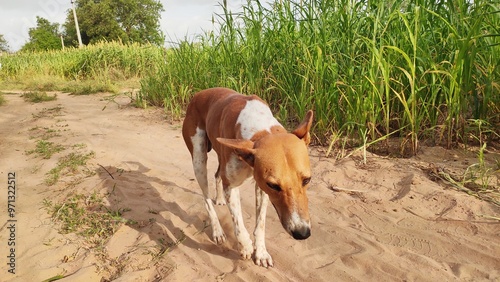 A dag at farm, dog walking in the field photo